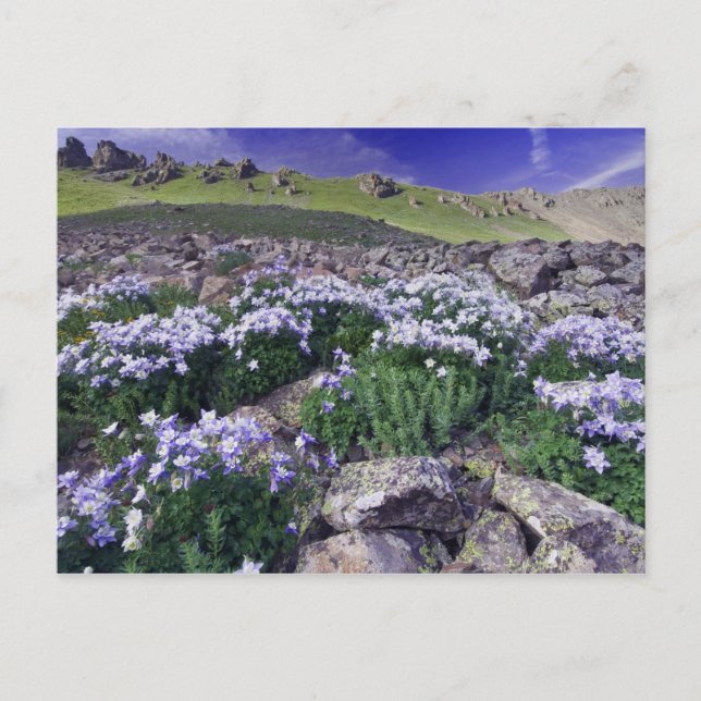 Berge und Wildblumen auf der Alp-Wiese, Postkarte (Vorderseite)
