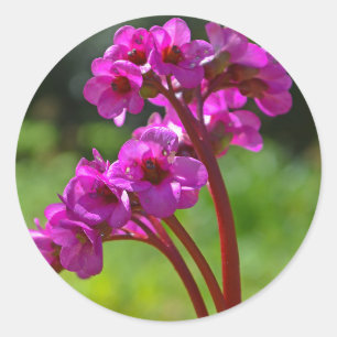 Bergenia Blume Stickers