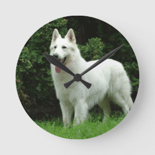 Berger Blanc Suisse Hund Runde Wanduhr