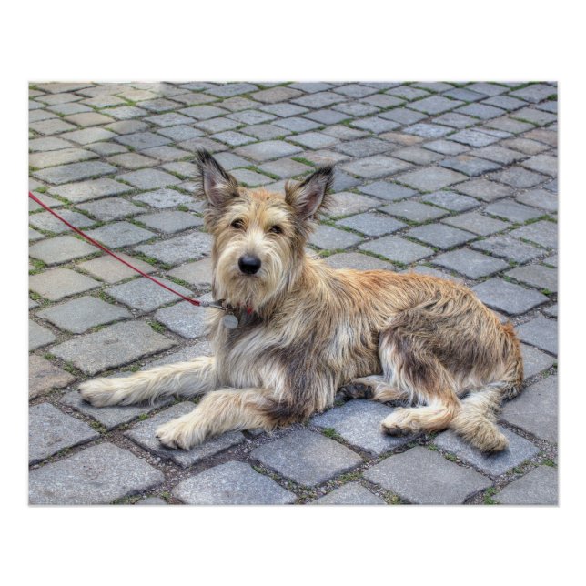 Berger de Picardie Poster (Vorderseite)