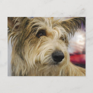 Berger Picard Dog Postcard Postkarte