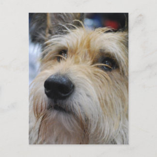 Berger Picard Postcard Postkarte