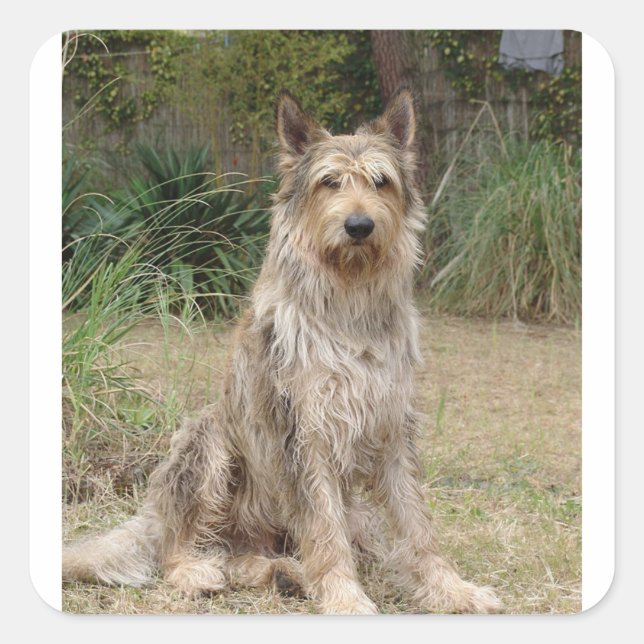 Berger_Picard Sitzung 2 Quadratischer Aufkleber (Vorderseite)