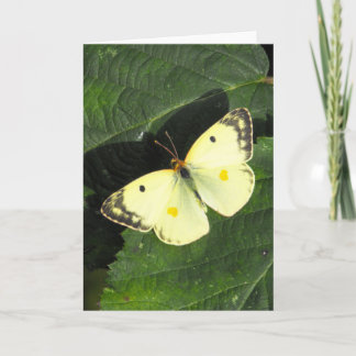 Bergers bewölkter gelber Schmetterling Karte