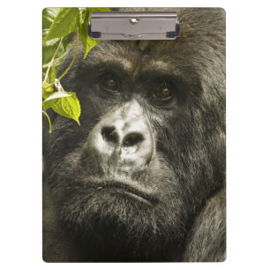 Berggorilla, Gorilla beringei beringei, Klemmbrett