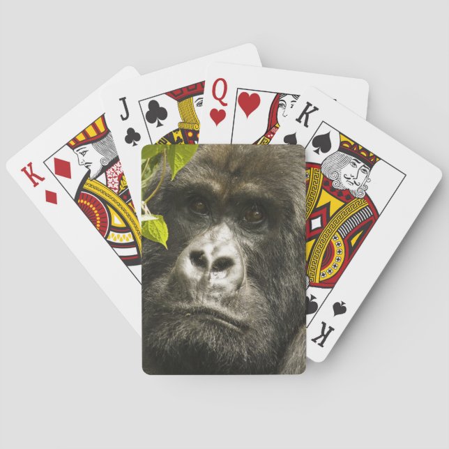 Berggorilla, Gorilla beringei beringei, Spielkarten (Rückseite)