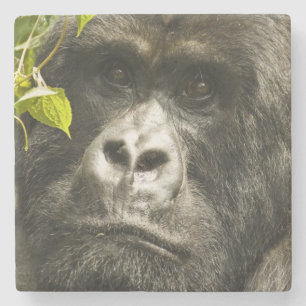Berggorilla, Gorilla beringei beringei, Steinuntersetzer