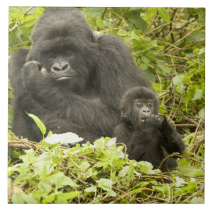 Berggorilla, Gorilla beringei (früher G. Fliese