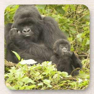 Berggorilla, Gorilla beringei (früher G. Getränkeuntersetzer