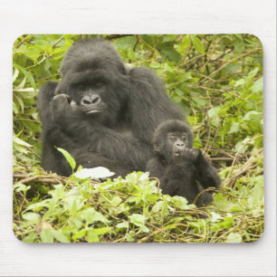 Berggorilla, Gorilla beringei (früher G. Mousepad