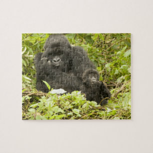 Berggorilla, Gorilla beringei (früher G. Puzzle