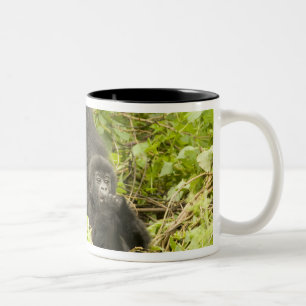 Berggorilla, Gorilla beringei (früher G. Zweifarbige Tasse