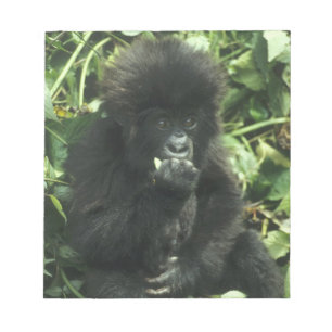 Berggorilla, (Gorilla gorilla beringei), Notizblock