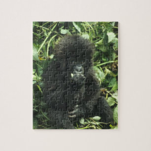 Berggorilla, (Gorilla gorilla beringei), Puzzle