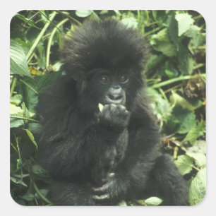 Berggorilla, (Gorilla gorilla beringei), Quadratischer Aufkleber