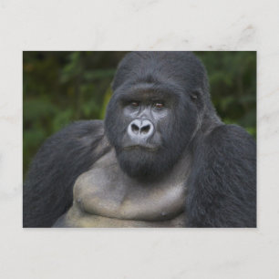 Berggorilla und Silberrücken Postkarte