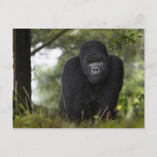 Berggorilla und Silberrücken Postkarte