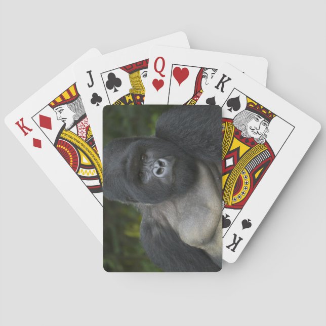Berggorilla und Silverback 5 Spielkarten (Rückseite)