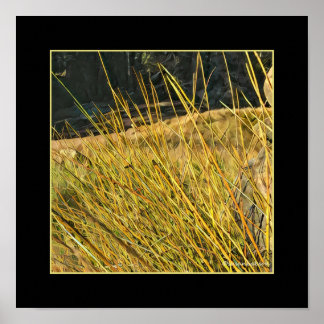 Berggras Poster