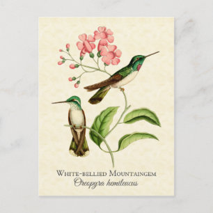 Bergjuwel-Kolibri Vintage-Kunst Postkarte
