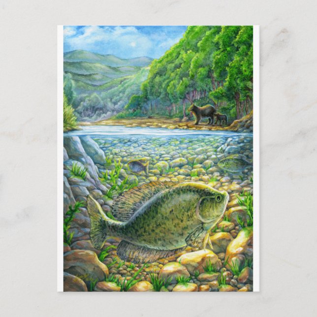 Berglandfisch Postkarte (Vorderseite)