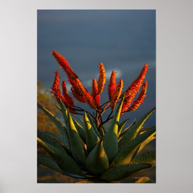 Berglandschaft (Aloe Marlothii Berger) Poster (Vorne)