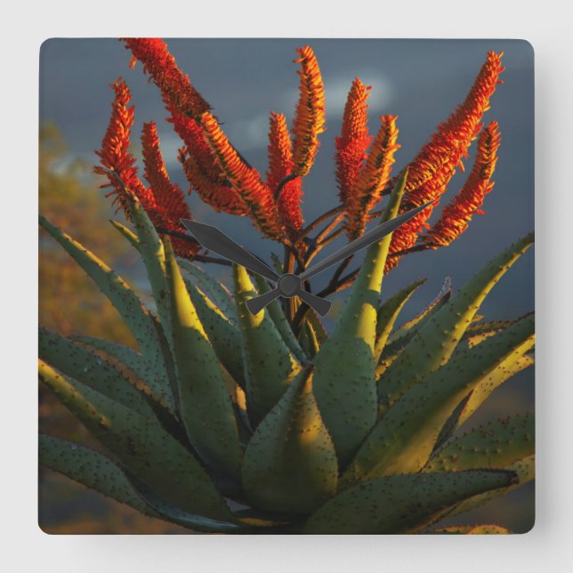 Berglandschaft (Aloe Marlothii Berger) Quadratische Wanduhr (Vorderseite)