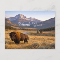 Berglandschaft Amerikanischer Bison Danke