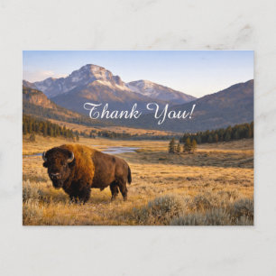 Berglandschaft Amerikanischer Bison Danke Postkarte