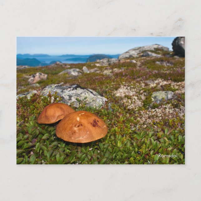 Berglandschaft Foto Postkarte. Norwegen Postkarte (Vorderseite)