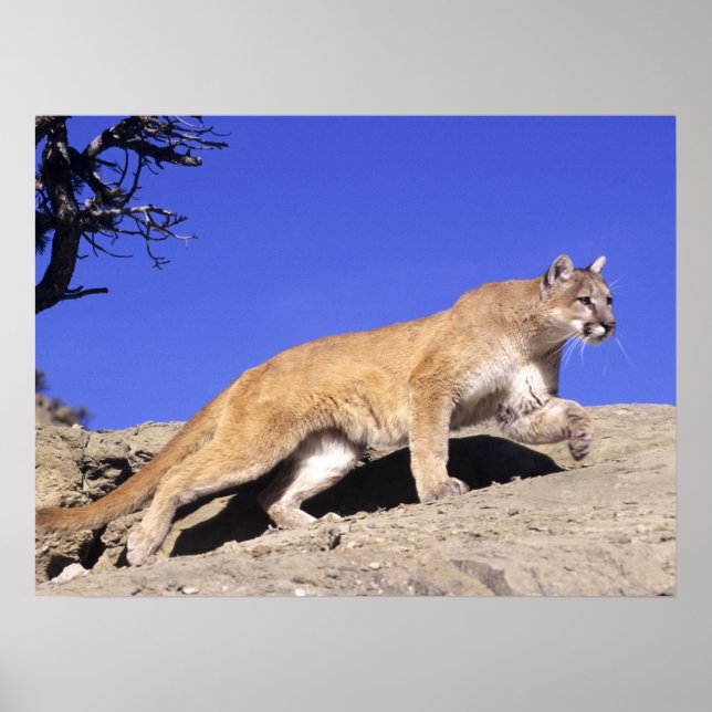 Bergleuchte auf dem Stalk Print Poster (Vorne)