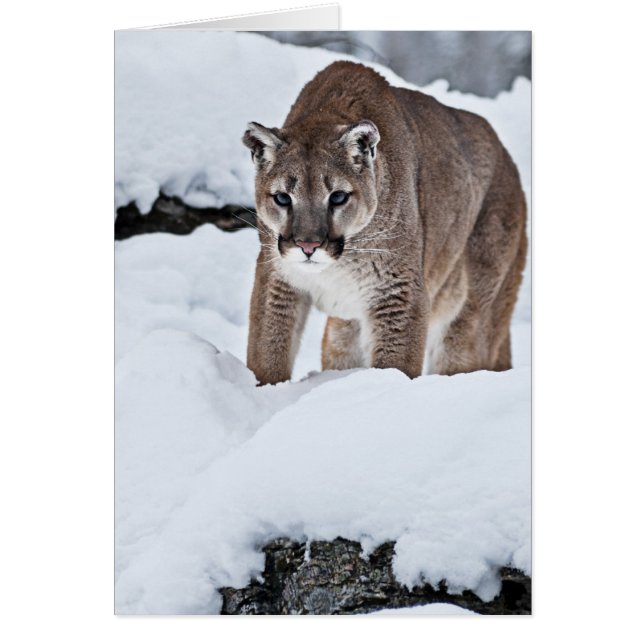 Berglion im Schnee (Vorne)