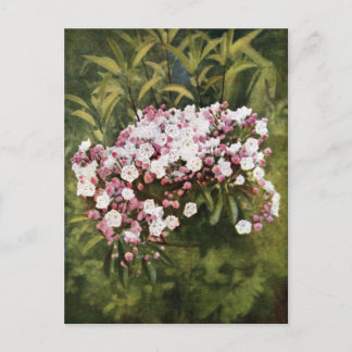 Berglorbeerblüten Postkarte
