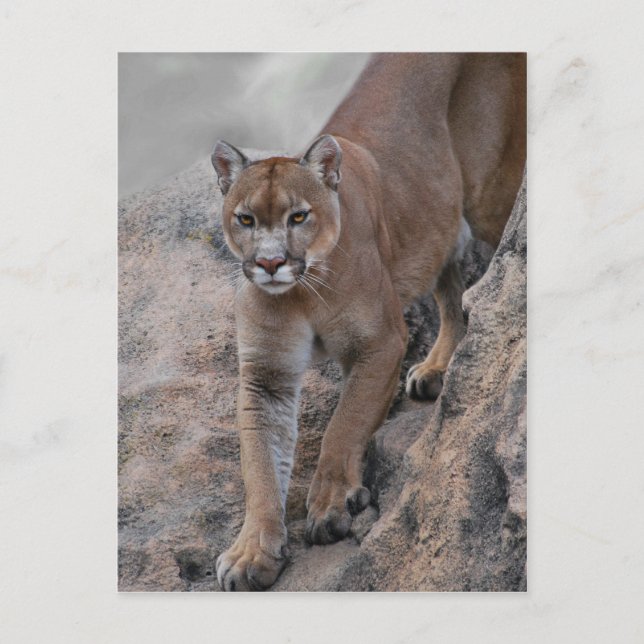 Berglöwe Felsenklettern Postkarte (Vorderseite)