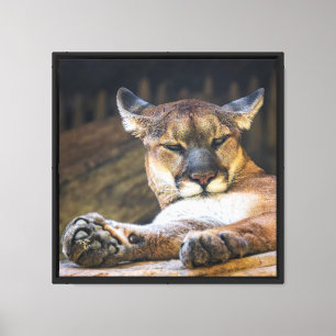 Berglöwen-Wandkunst Ruhender Puma-Katzen-Druck Leinwanddruck
