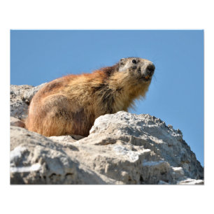 Bergmarmot Fotodruck