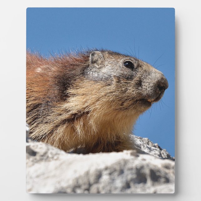 Bergmarmot Fotoplatte (Vorderseite)