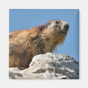 Bergmarmot Magnet