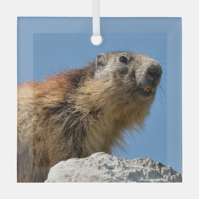Bergmarmot Ornament Aus Glas (Vorderseite)