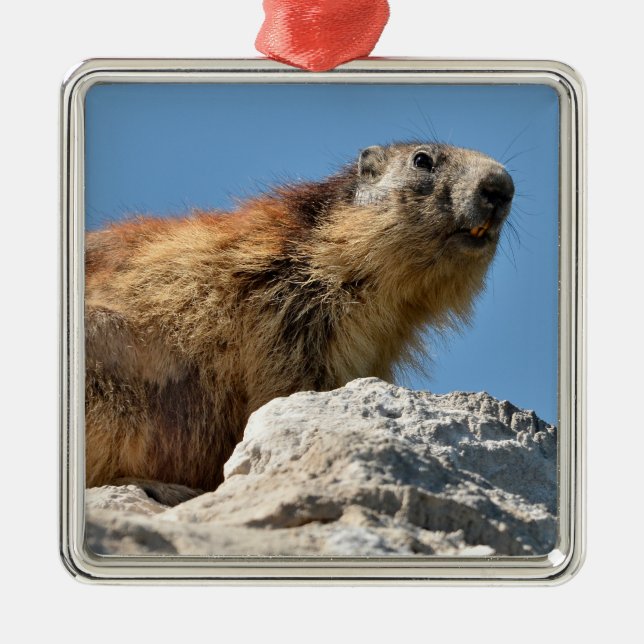 Bergmarmot Ornament Aus Metall (Vorne)