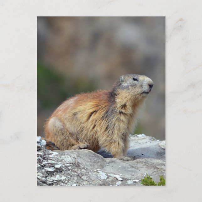 Bergmarmot Postkarte (Vorderseite)