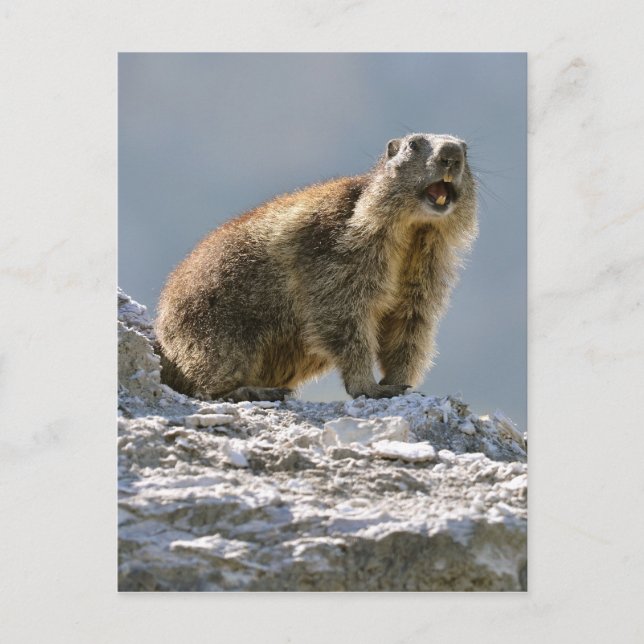 Bergmarmot Postkarte (Vorderseite)