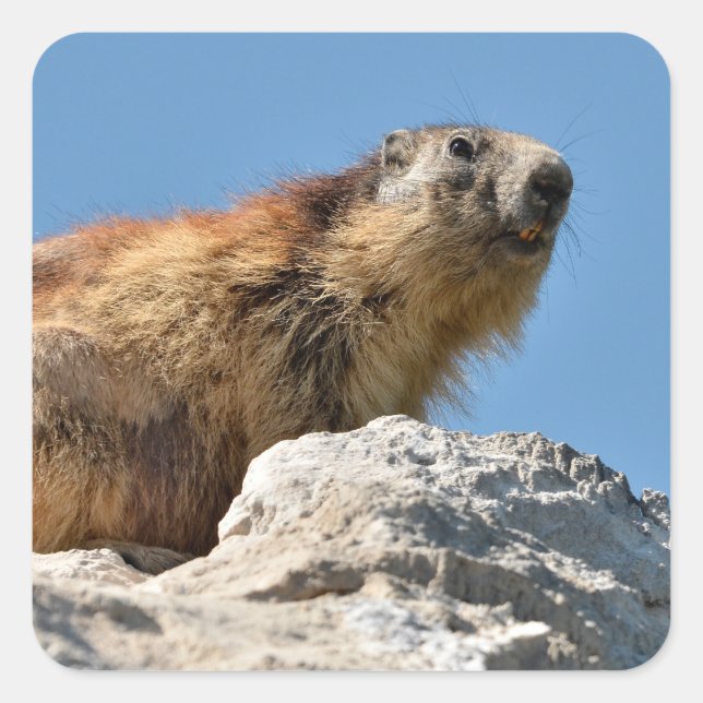 Bergmarmot Quadratischer Aufkleber (Vorderseite)