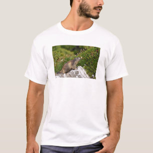 Bergmarmot T-Shirt