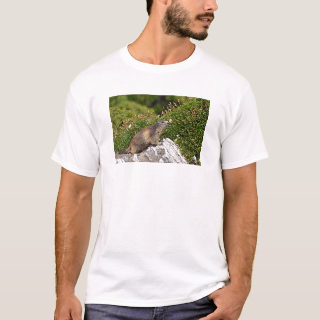 Bergmarmot T-Shirt (Vorderseite)