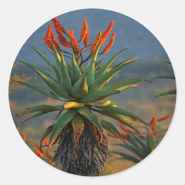 Bergregion (Aloe Marlothii Berger) 2 Runder Aufkleber (Vorderseite)