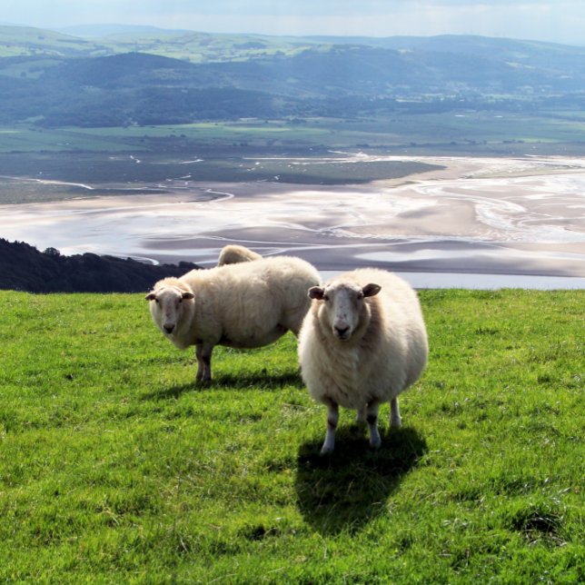 BERGSCHAFT LEINWANDDRUCK (Mountain sheep photography with views over the Dyfi estuary. Wales UK. )