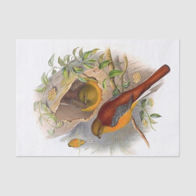Bergtrogon Decoupage Seidenpapier (Vorderseite)