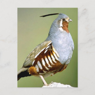 Bergwachtel Postkarte