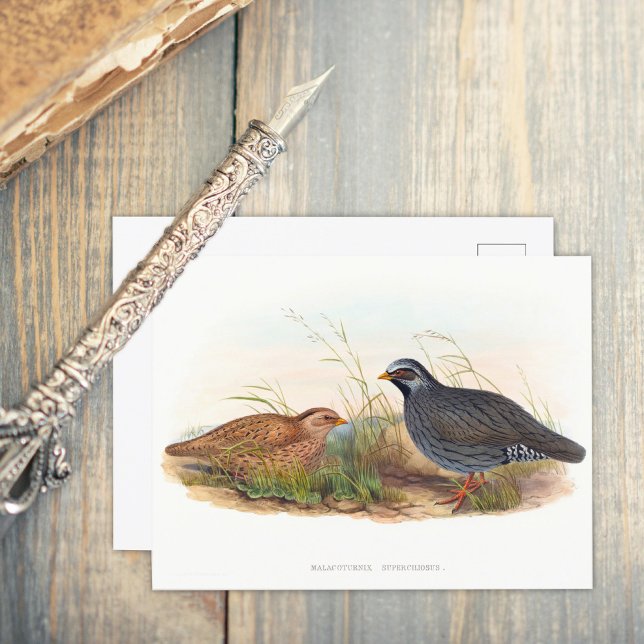 Bergwachtel - Vögel Postkarte (Von Creator hochgeladen)